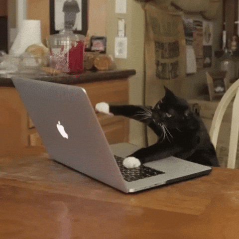 Black Cat Typing